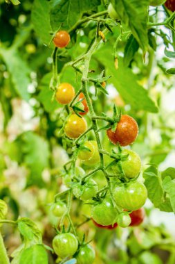 Sapları üzerinde büyüyen olgun domates. 