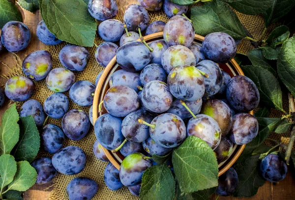 Huis van rijpe pruimen voor het maken van jam. — Stockfoto