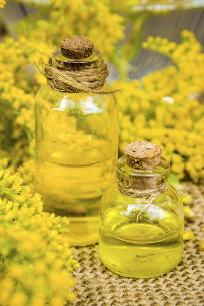 Erva goldenrod para o tratamento (decocção, tintura, óleo de extrato ). — Fotografia de Stock