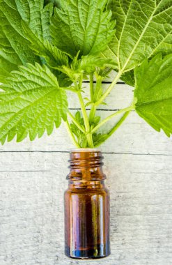 Nettles (kaynatma, tentür, özü, yağ küçük bir şişe içinde).