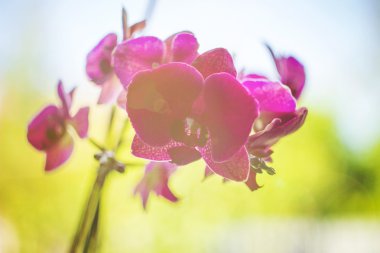 Sanat çiçek arka plan orkide.