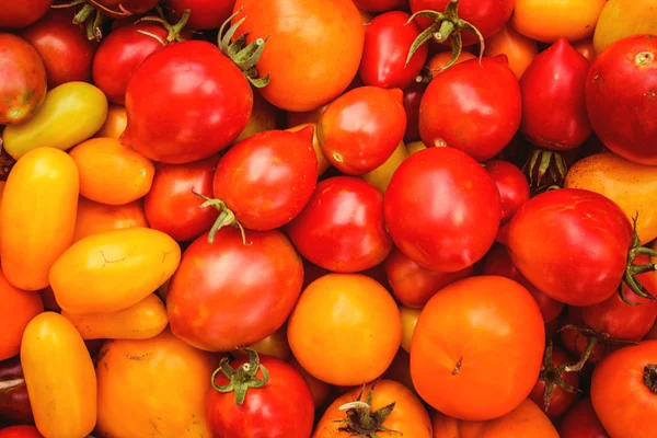 Domácí zralých rajčat, sklizeň. — Stock fotografie