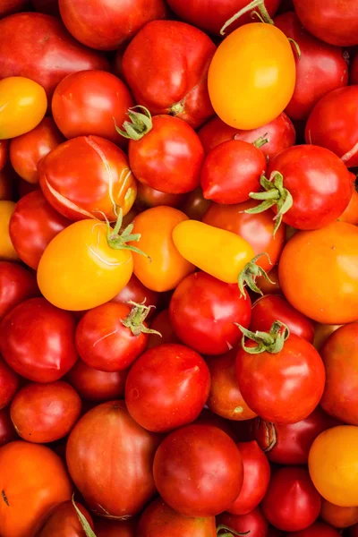 Tomate maduro caseiro, colheita . — Fotografia de Stock