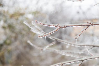 trees and plants covered with ice in winter. selective focus. nature.