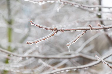 trees and plants covered with ice in winter. selective focus. nature.