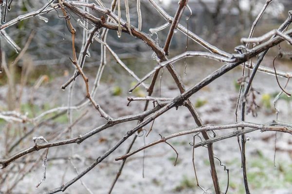 Alberi Piante Coperte Ghiaccio Inverno Concentrazione Selettiva Natura — Foto Stock