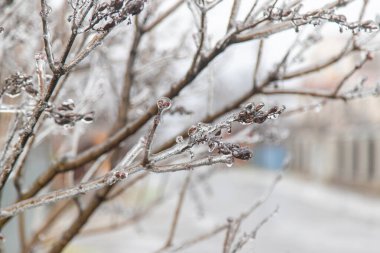 trees and plants covered with ice in winter. selective focus. nature.