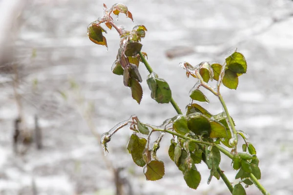 roses in winter covered with ice. selective focus. nature.
