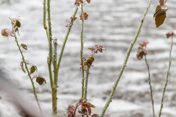 roses in winter covered with ice. selective focus. nature.