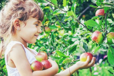 Yaz bahçesinde elmalı bir çocuk. Seçici odaklanma. İnsanlar.