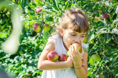 Yaz bahçesinde elmalı bir çocuk. Seçici odaklanma. İnsanlar.