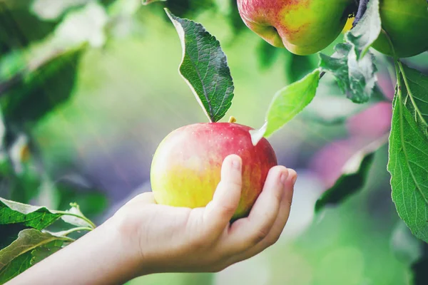 정원에 사과가 있는아이 선택적 집중입니다 사람들 — 스톡 사진
