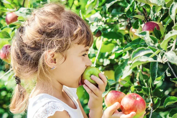 Yaz Bahçesinde Elmalı Bir Çocuk Seçici Odaklanma Nsanlar — Stok fotoğraf