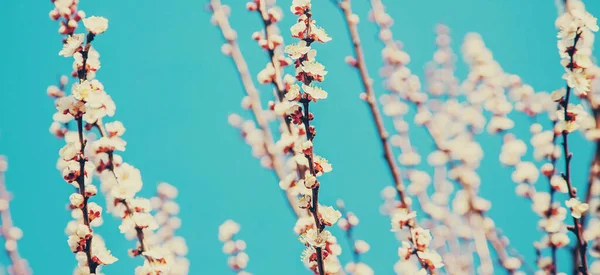 Blühender Marillenbaum Garten Selektive Fokussierung — Stockfoto