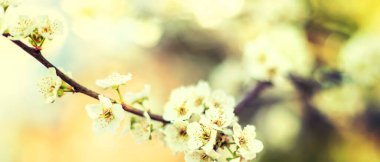 Bahçede çiçek açan ağaç. Seçici odaklanma doğası.