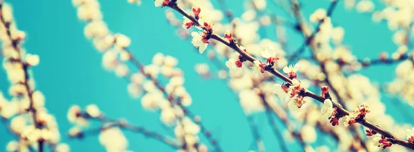 Blühender Marillenbaum Garten Selektive Fokussierung — Stockfoto