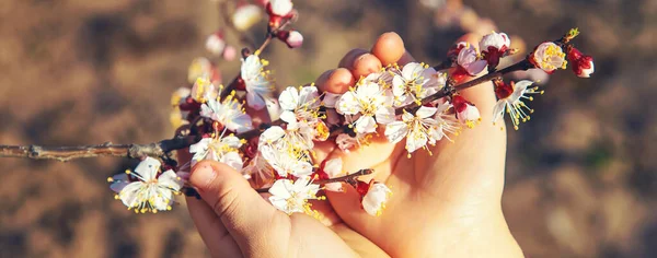 Mains Enfant Tenant Une Branche Arbre Fleurs Concentration Sélective Nature — Photo