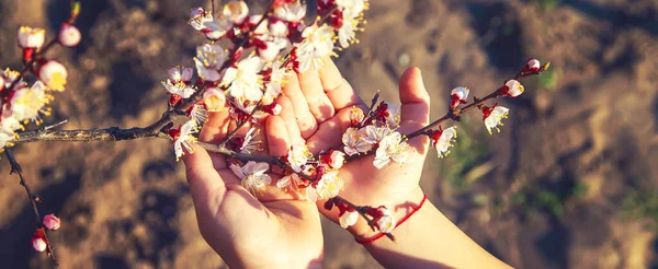 Mains Enfant Tenant Une Branche Arbre Fleurs Concentration Sélective Nature — Photo