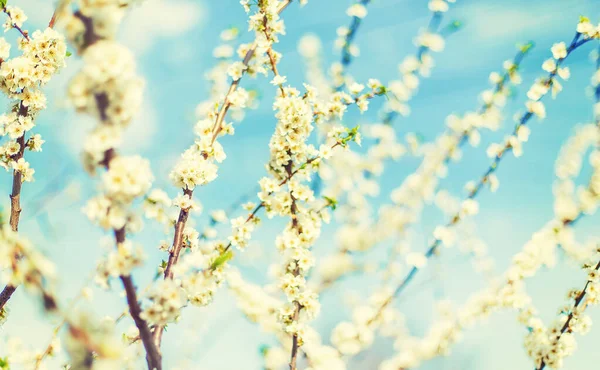 Blühender Baum Garten Selektive Fokussierung — Stockfoto