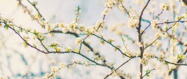 Bahçede çiçek açan ağaç. Seçici odaklanma doğası.