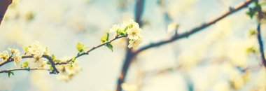 Bahçede çiçek açan ağaç. Seçici odaklanma doğası.