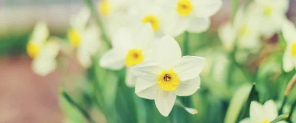 Bahçede Çiçek Açan Nergisler Seçici Odaklanma Doğası — Stok fotoğraf