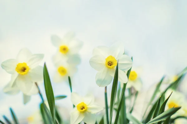 Kvetoucí Narcisy Zahradě Selektivní Zaměření Povahy — Stock fotografie