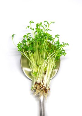 Beyaz zemin üzerindeki su teresi mikroyeşili izole edildi. Seçici odaklanma. Doğa.