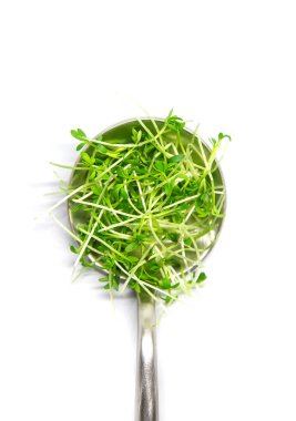 Beyaz zemin üzerindeki su teresi mikroyeşili izole edildi. Seçici odaklanma. Doğa.