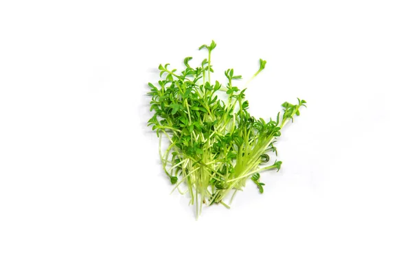 Watercress Microgreen Sobre Fundo Branco Isolado Foco Seletivo Natureza — Fotografia de Stock