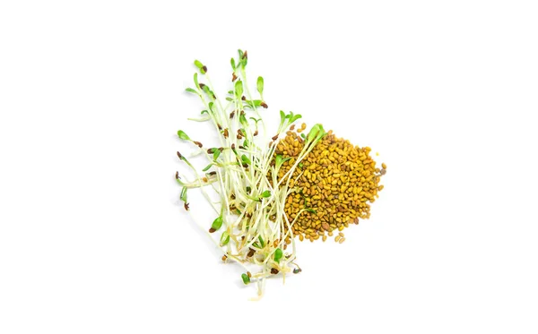 Alfalfa Microgreen Bílém Pozadí Izolátu Selektivní Soustředění Příroda — Stock fotografie