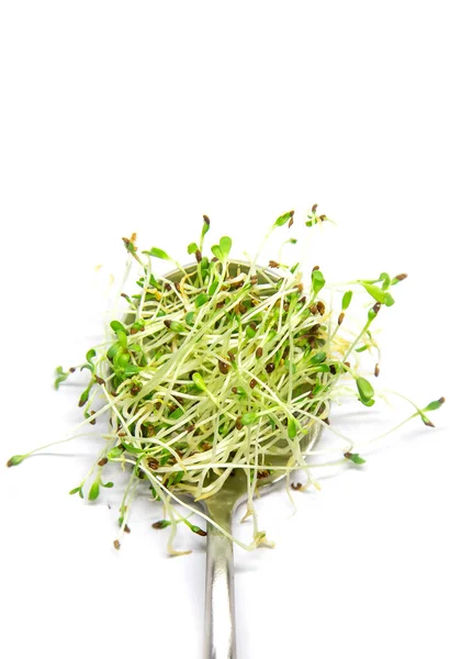 Alfalfa Microgreen White Background Isolate Selective Focus Nature — Stock Photo, Image