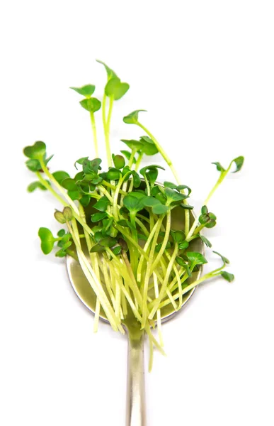 Radish Microgreen Białym Izolacie Tła Wybiórcze Skupienie Charakter — Zdjęcie stockowe