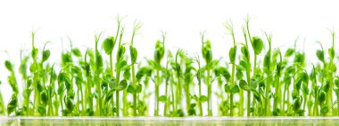 Microgreen pea sprouts isolate on a white background. Selective focus. nature. clipart