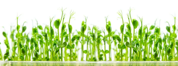 Mikrogröna Ärtor Groddar Isolera Vit Bakgrund Selektivt Fokus Natur — Stockfoto