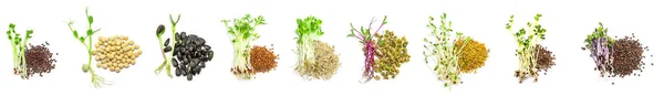 Collage Different Microgreens White Background Selective Focus Nature — Stock Photo, Image