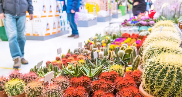 Многие Кактусы Продаются Цветочном Магазине Выборочный Фокус Природа — стоковое фото