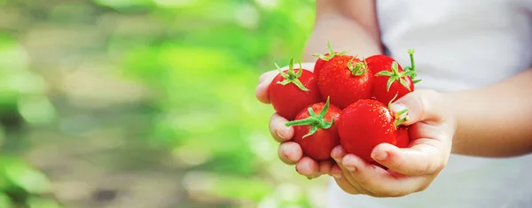 Çocuk Yapımı Domates Hasadı Topluyor Seçici Odaklanma Doğa — Stok fotoğraf