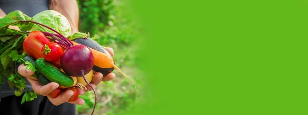 Σπιτικά Λαχανικά Στα Χέρια Των Ανδρών Συγκομιδή Επιλεκτική Εστίαση Καλοκαίρι — Φωτογραφία Αρχείου