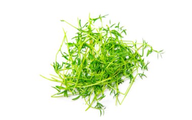 Beyaz arka planda mikro yeşil mercimek izole edilmiş. Seçici odaklanma. Yiyecek..