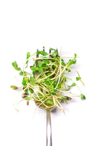 Microgreen Лен Белом Фоне Изолировать Выборочный Фокус Еда — стоковое фото