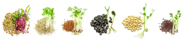 Collage Different Microgreens White Background Selective Focus Nature — Stock Photo, Image