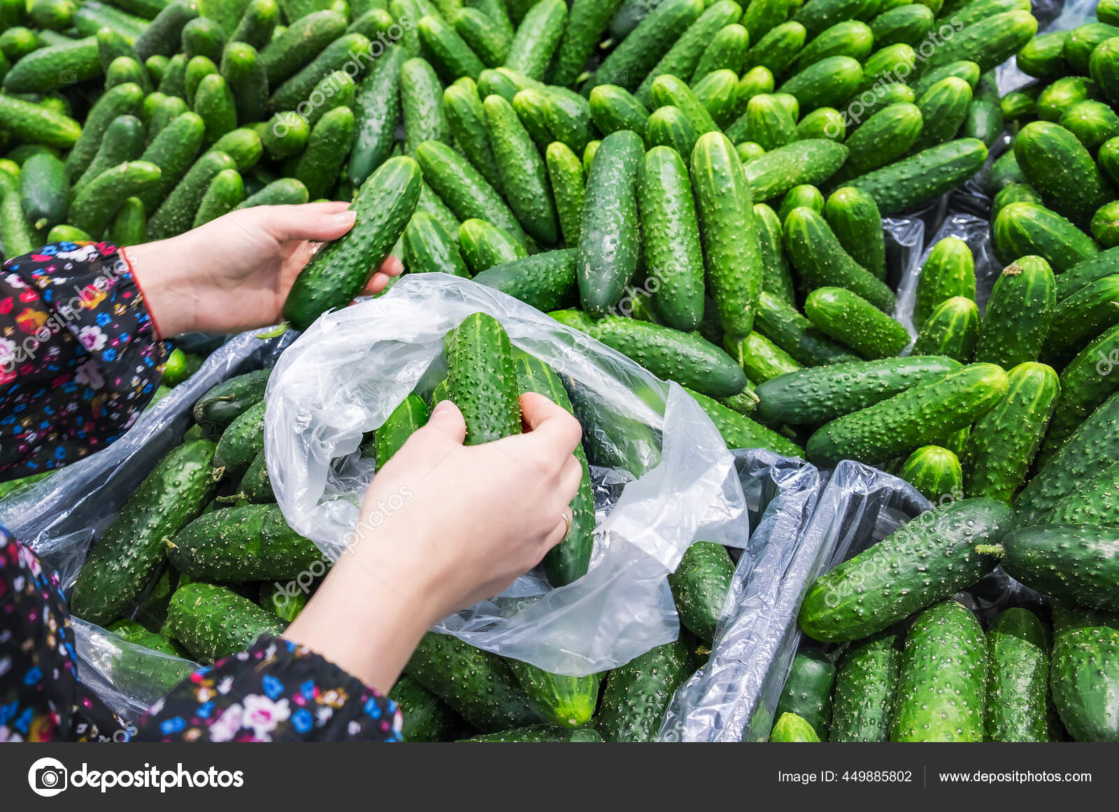 огурец апрельский f1. теплица с огурцами. теплица с огурцами. огурцы в теплице. огурцы длинные.