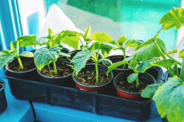 Pencerede salatalık tohumları var. Seçici odaklanma. Doğa.