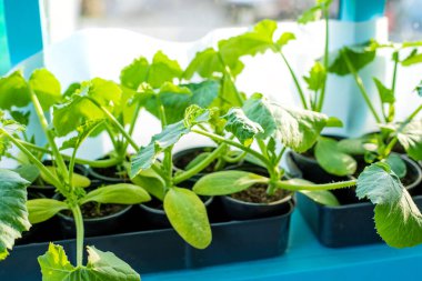 Pencerede salatalık tohumları var. Seçici odaklanma. Doğa.