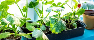 Pencerede salatalık tohumları var. Seçici odaklanma. Doğa.