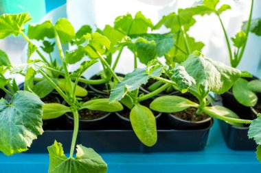 Pencerede salatalık tohumları var. Seçici odaklanma. Doğa.