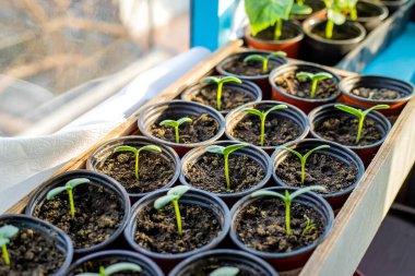 Pencerede salatalık tohumları var. Seçici odaklanma. Doğa.