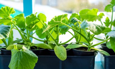 Pencerede salatalık tohumları var. Seçici odaklanma. Doğa.