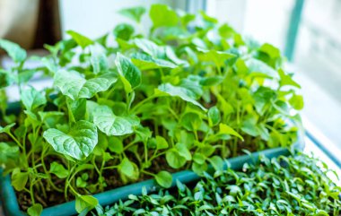 Pencere kenarındaki tohumlar farklıdır. Seçici odaklanma. Doğa.